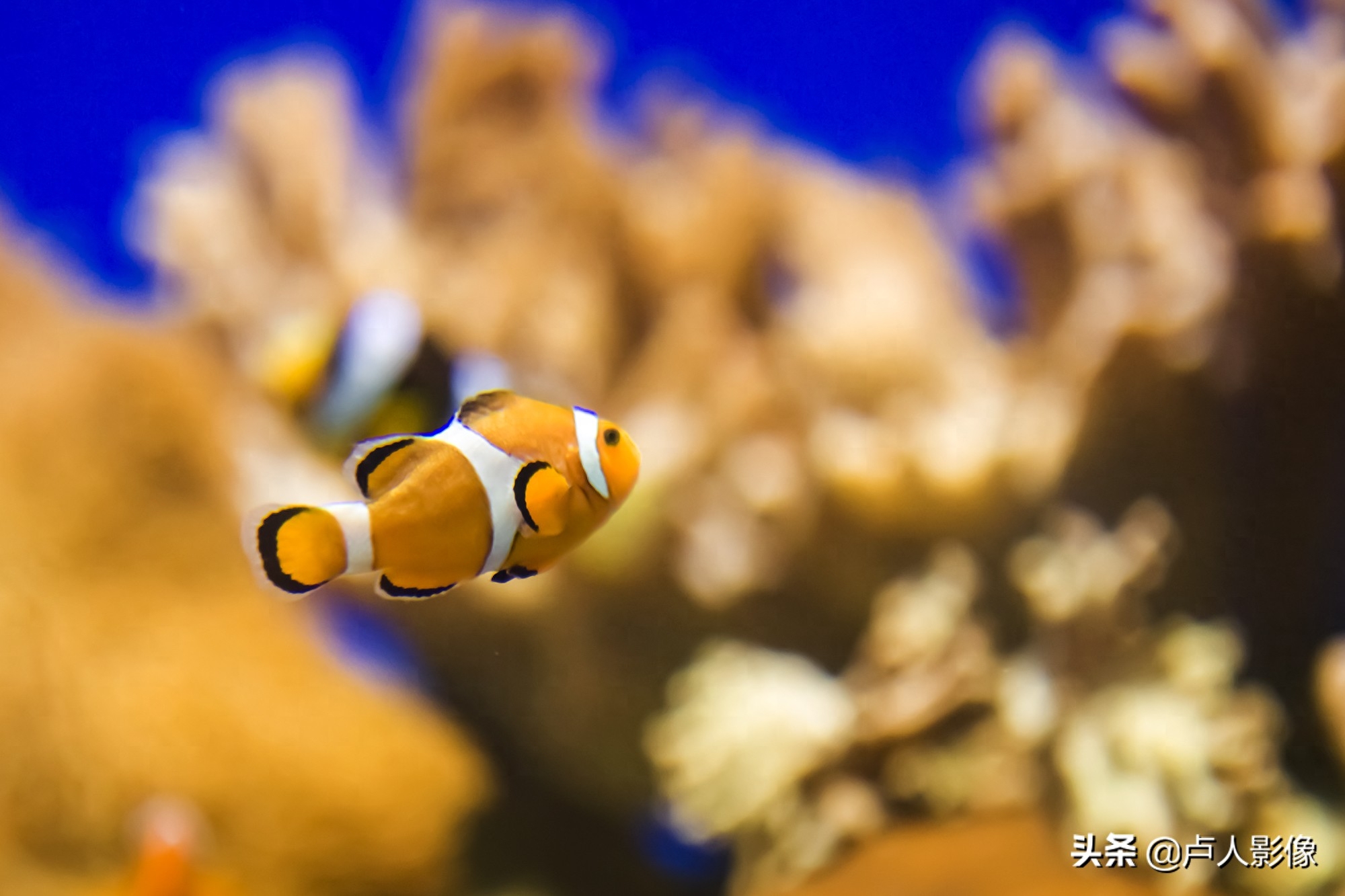 水族馆里的小丑鱼