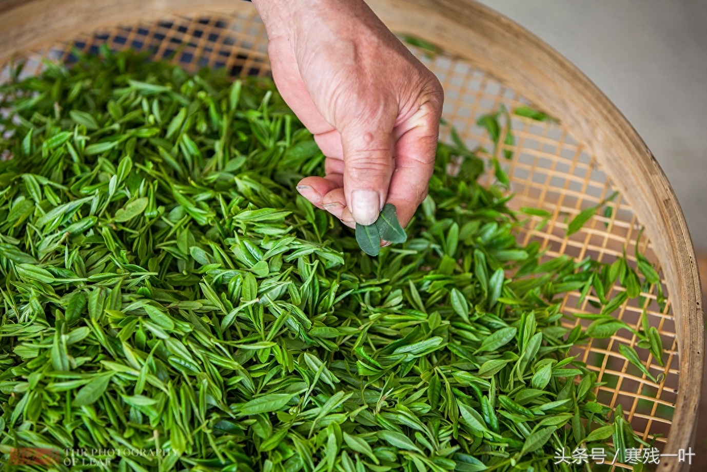 别再花冤枉钱了！茶农告诉你什么是正宗西湖龙井，市场很少能买到