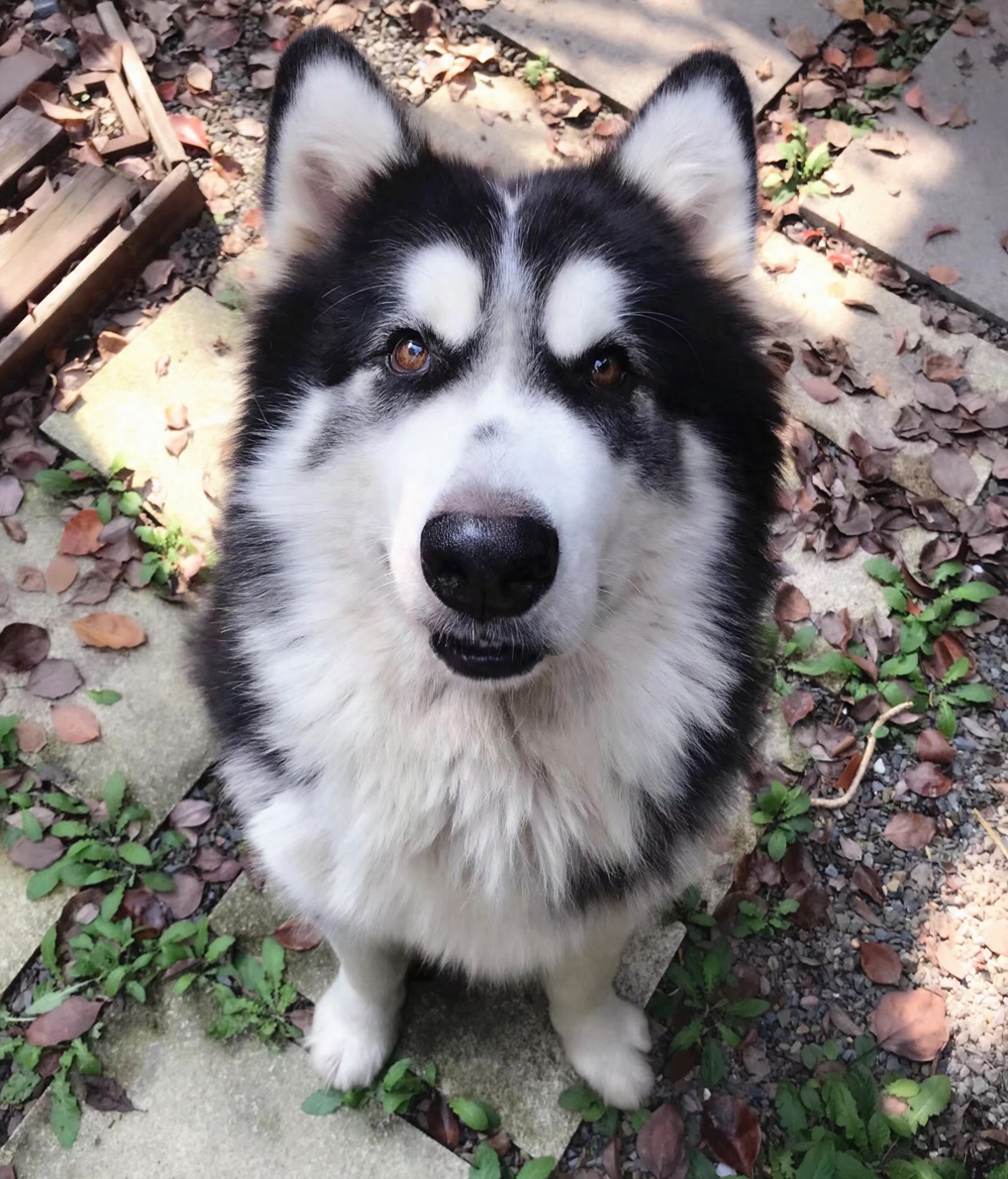 同是雪橇犬，二哈和阿拉斯加的差别咋这么大：胜在气质