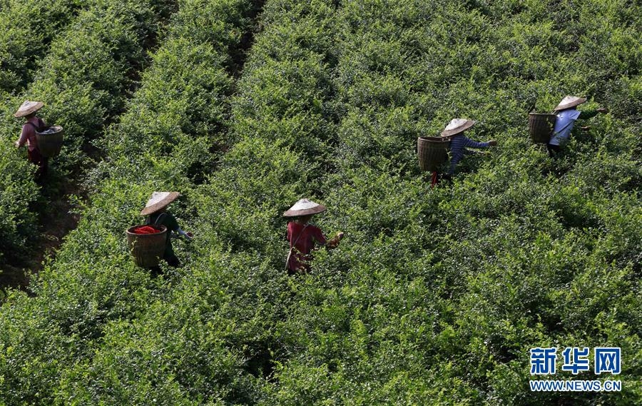 湖南张家界：“长寿藤茶”秋茶采摘忙