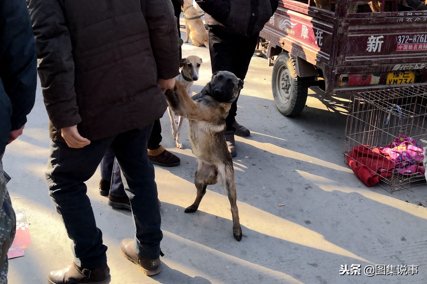 图文直击：严寒挡不住小镇狗市的交易热情，八哥犬300元抱走