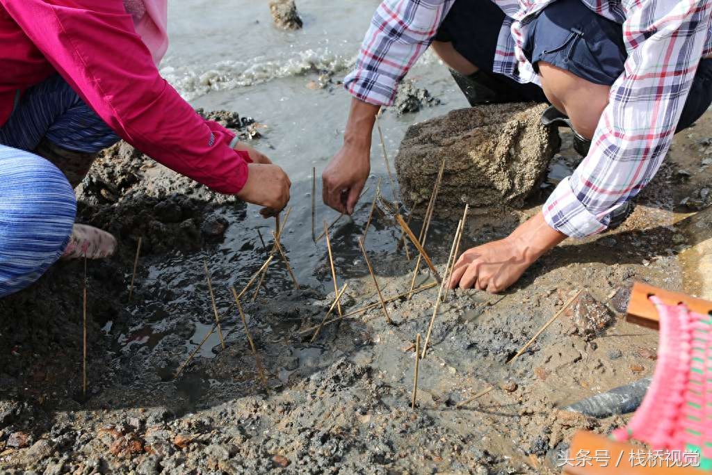 绝迹多年“虾虎”再现青岛四方海滩 老青岛钓虾虎展绝活