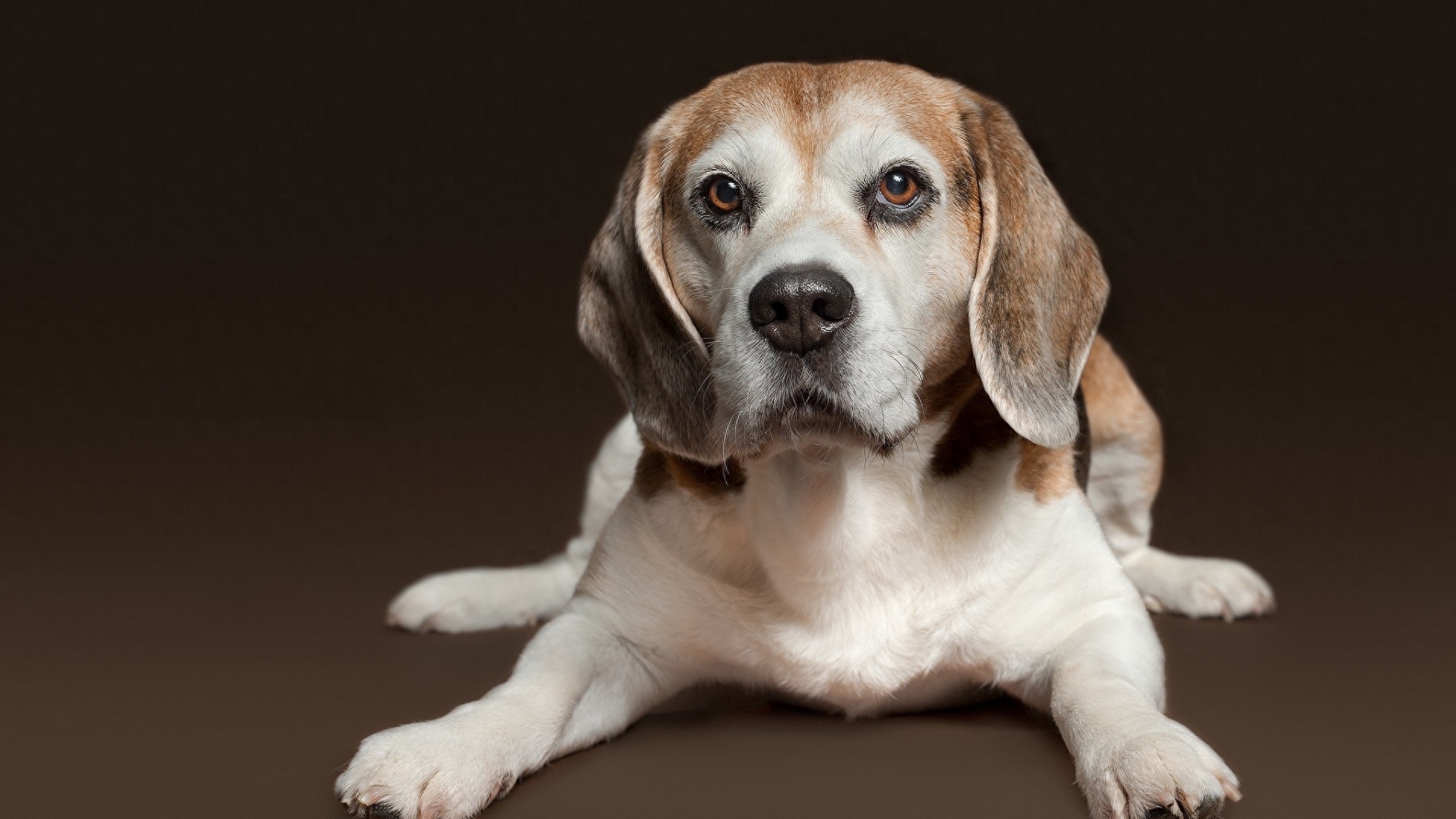 史努比的原型:比格犬,小小的它还是一种猎犬