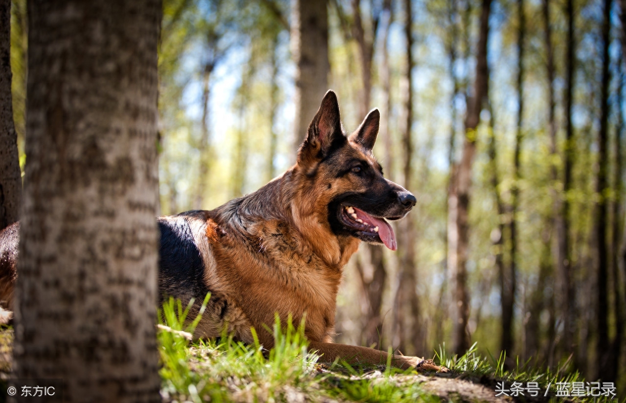 德国牧羊犬 世界犬类智商排行第3位 German Shepherd 德国牧羊犬