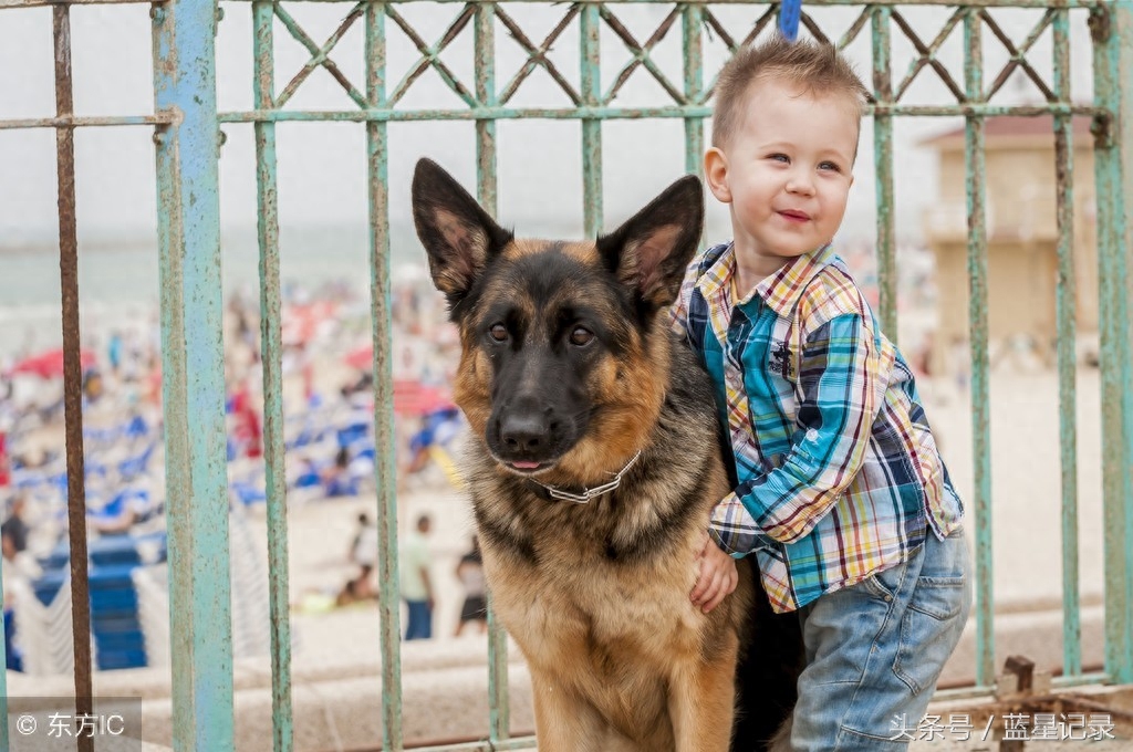 德国牧羊犬 世界犬类智商排行第3位 German Shepherd 德国牧羊犬