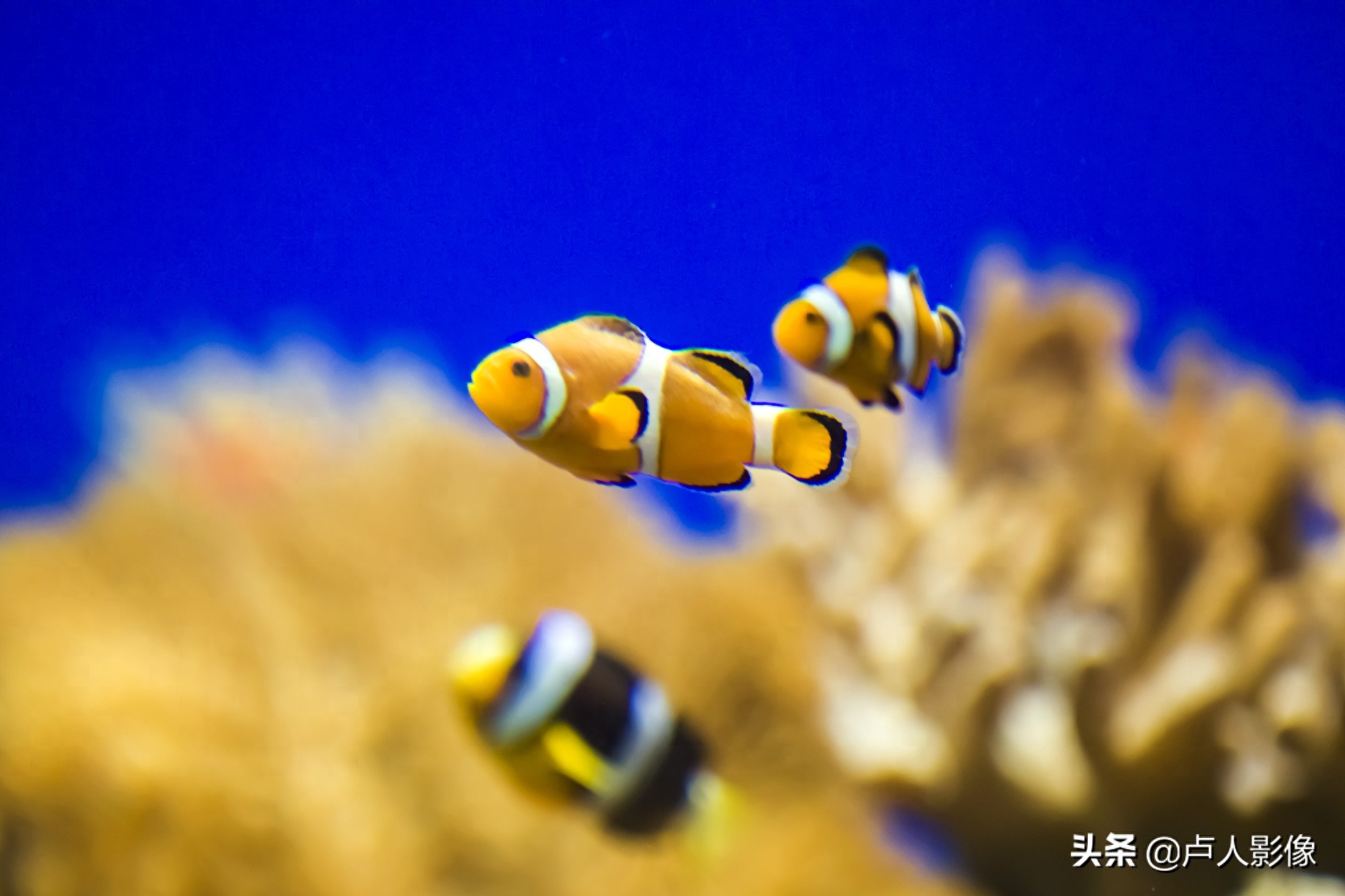 水族馆里的小丑鱼