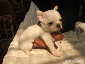 最古老的犬种之一—吉娃娃