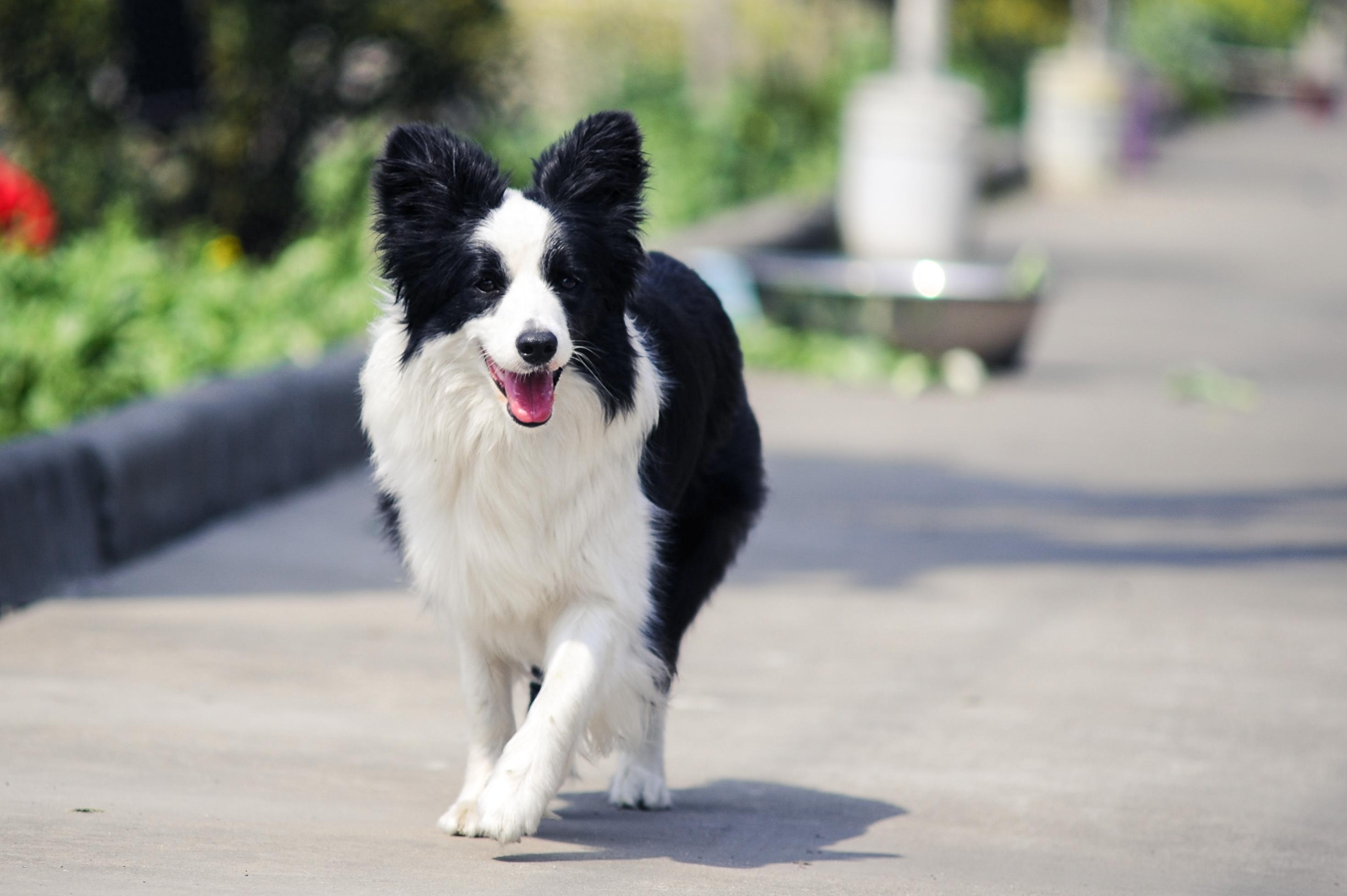 边境牧羊犬：一种智商与长相成正比的狗狗。了解后，爱了