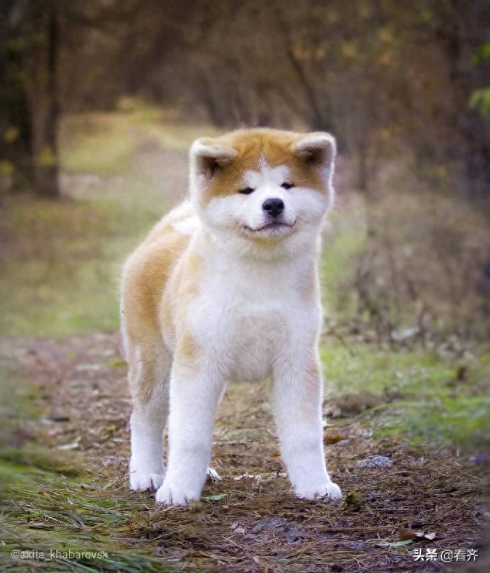 大脸盘子小咪咪眼，秋田犬从小到大都是一副忧心忡忡的表情