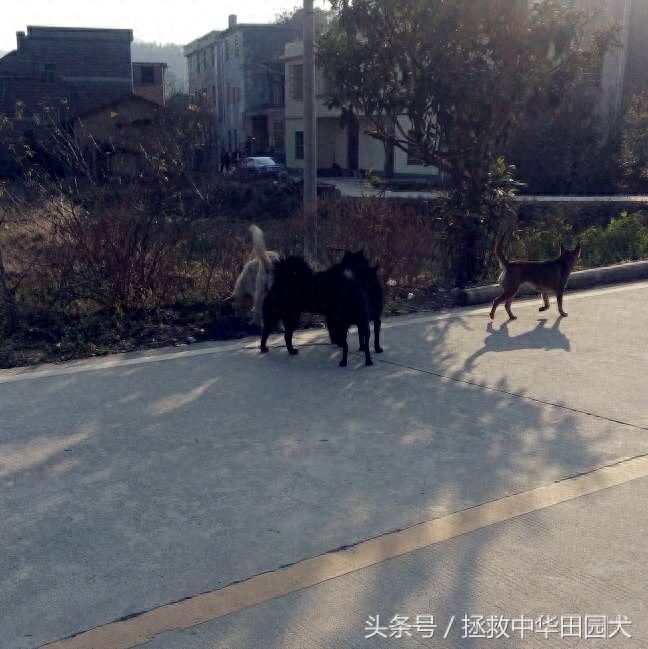 进城赶集，一路上的纯正中华田园犬，大饱眼福