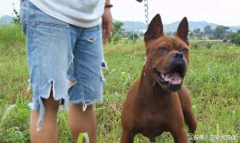 十大来自我大中华纯种田园犬，现在已经很少见