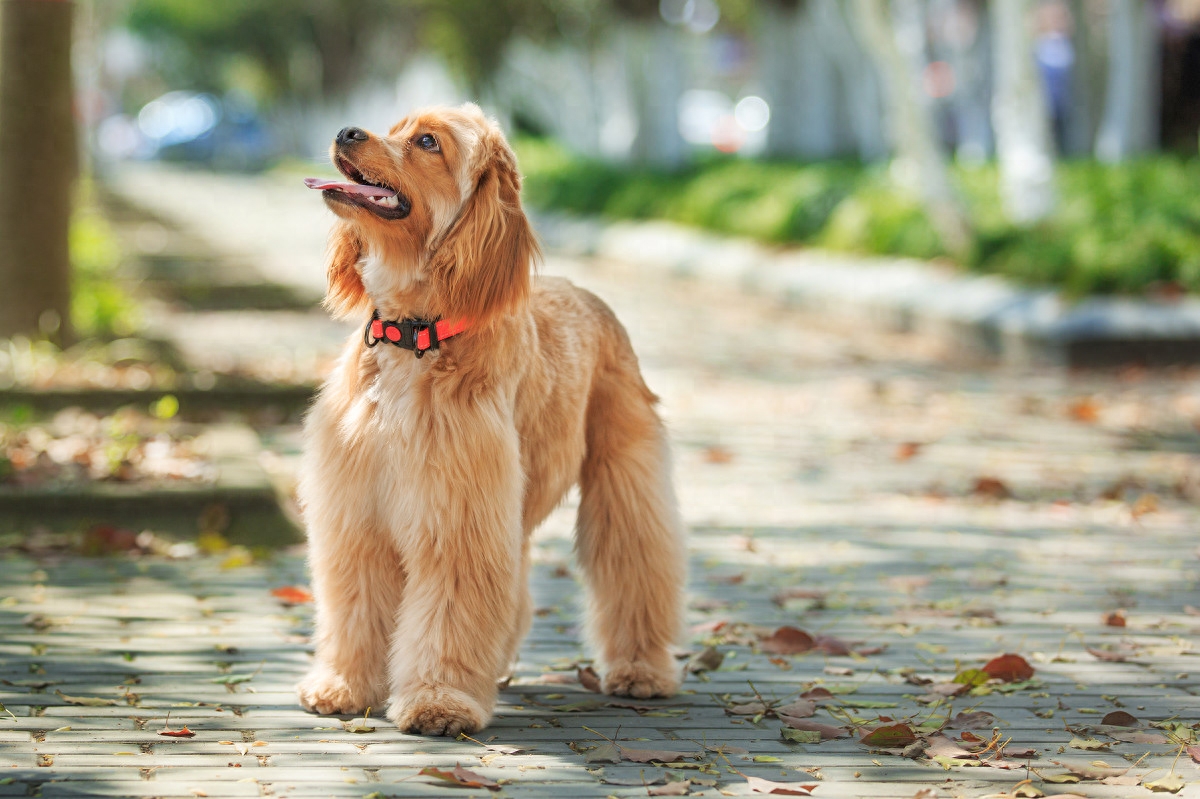 图虫人文摄影：可卡犬