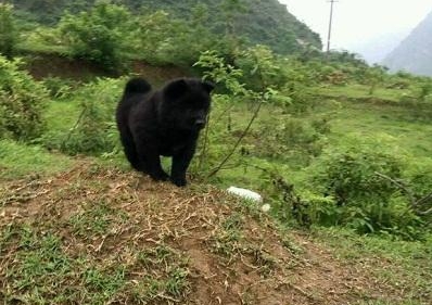 深山黑色精灵出没，纯黑松狮是老人心头肉