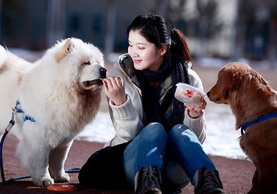 獢獢：一脸典型的悲苦表情，是一种非常古老的品种，又名松狮