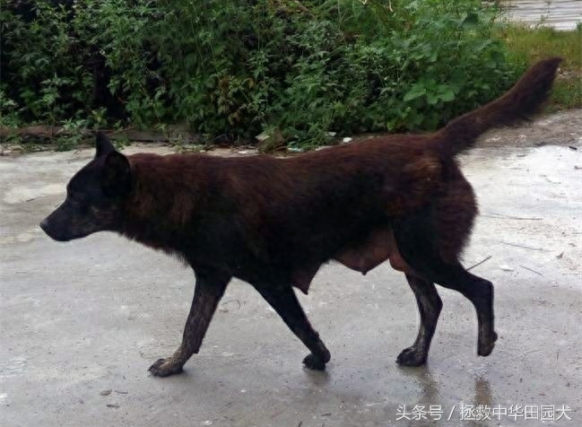 江西中华田园犬实拍（二）