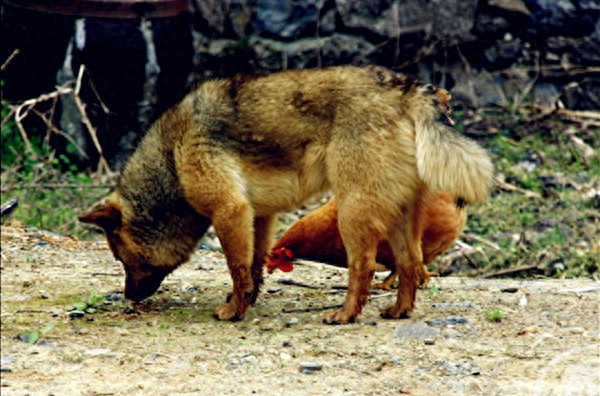 最美中华田园犬摄影——渐行渐远的乡村与土狗