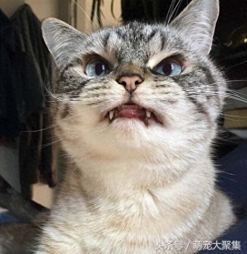 看图猜瞄，小编猜这是美国短毛猫，不服来辩！