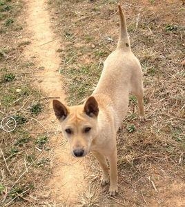 不为人熟知的那些中华田园犬，形态个性各异，各有神通