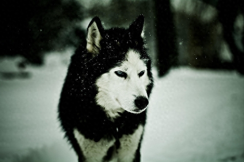 来看看真正的雪橇犬！被养成二哈之前的帅气样子