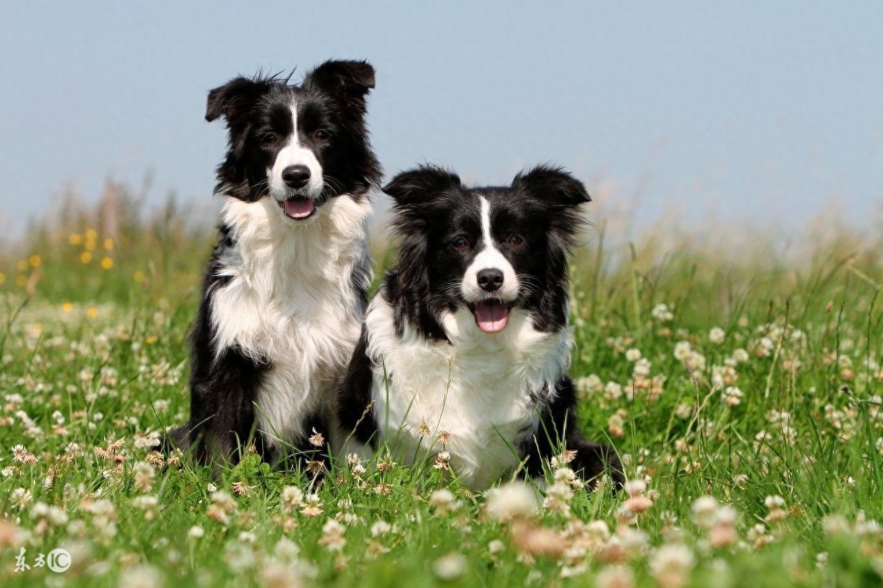 边境牧羊犬，传说犬类中智商最高的，尴尬期那么丑，尤其是第五张