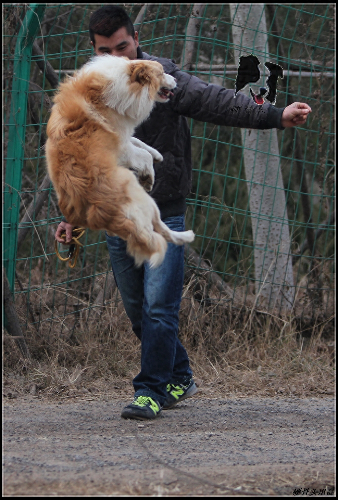 常见的不同颜色的边境牧羊犬