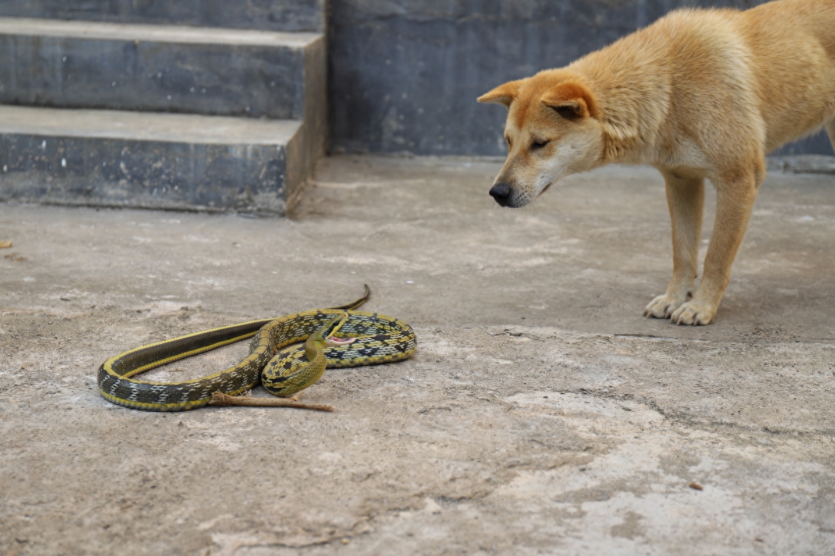 图虫人文摄影：这就是农村这就是虎斑猎犬，这就是中华田园犬