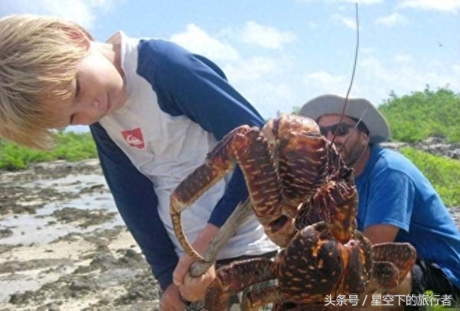 直击：世界上最大的陆地节肢动物——椰子蟹，下水会被溺死，寿命可达60年