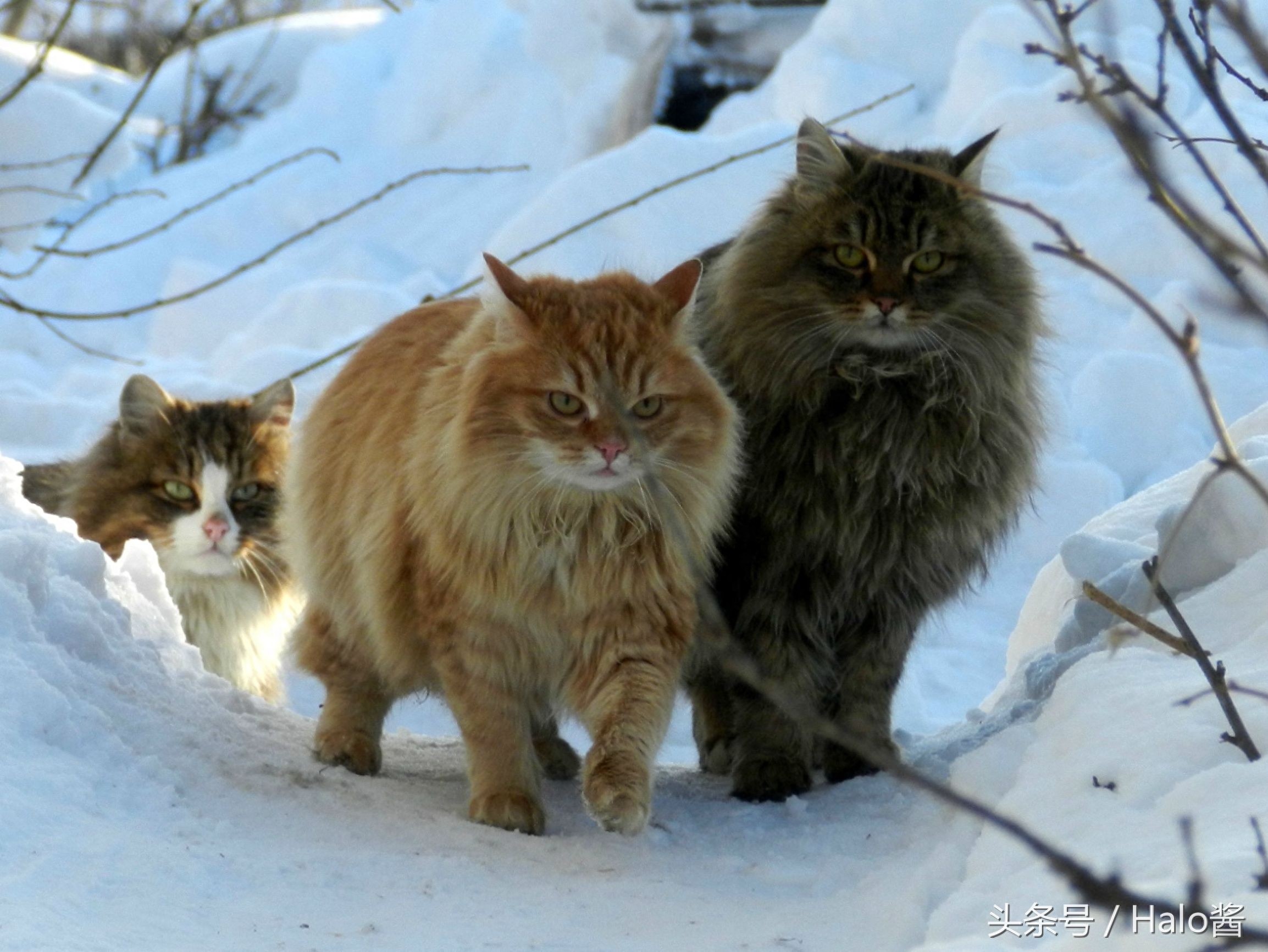 毛茸茸又不怕人！5个爱上“挪威森林猫”的理由～就算不爱猫咪的人也会心动想养啊！